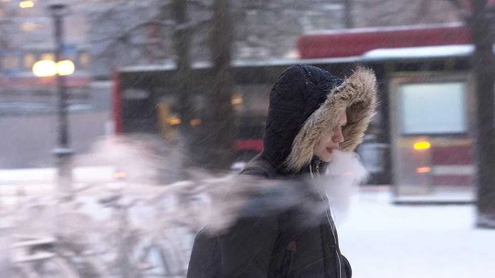 Köldknäpp. En konsekvens av klimatförändringen.