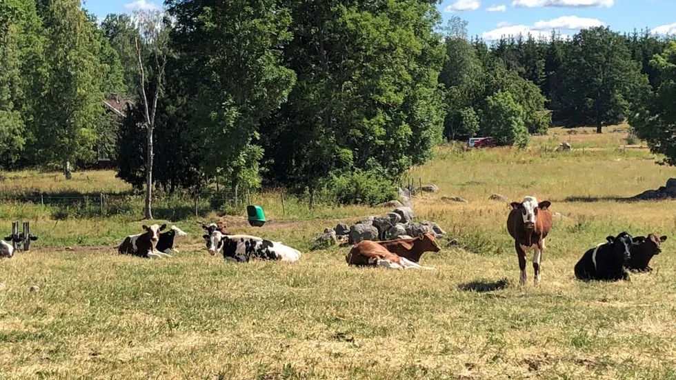 Betet som finns nu är näringsfattigt, säger Eleonor Nilsson som är lantbrukare i Flaka, där bilden är tagen.