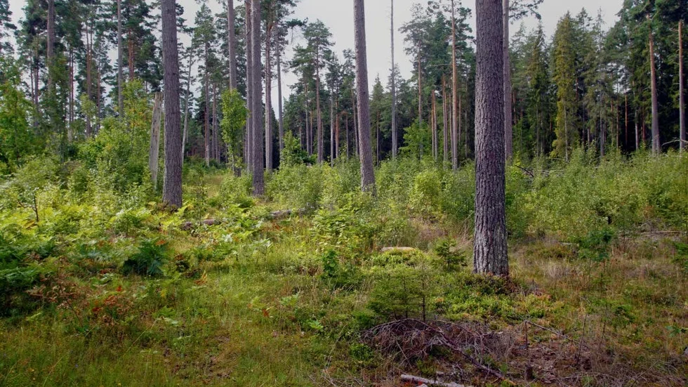Det är torrt i skog och mark. Länsstyrelsen uppmanar alla som jobbar med skog- och markbearbetning att vara extra försiktiga.