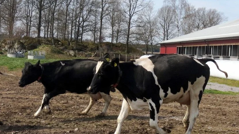Över 100 kor släpptes ut i Lörstad under Valborgsmässoafton. Foto: Åsa Thaberman