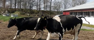 Vårvilda kor i Lörstad