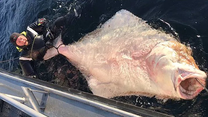Jättefisken. Andreas Svensson från Linköping drog upp en hälleflundra på runt 150 kilo.
