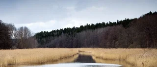 FYNDET: Pålar från vikingatiden