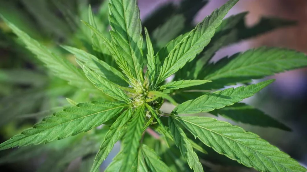 Polisen hittade cannabisplantor som växte i Fålehagen.