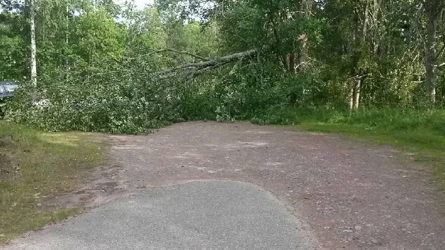 Stopp. Trädet spärrar vägen men kommunen kommer att ta bort det, när de kan.