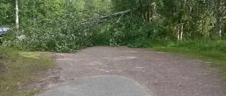 Nedblåst träd spärrar vägen