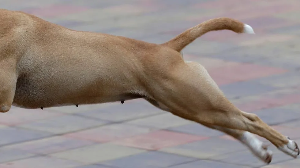 En hundägare i Linköping måste betala 3 000 kronor i vite. (Bilden är tagen i ett annat sammanhang.)