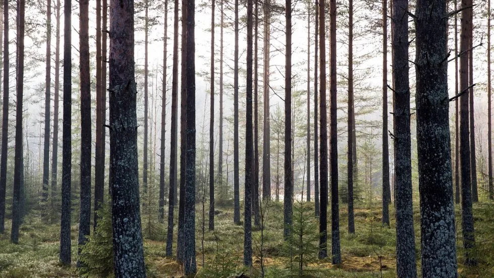 Skyddad. Allt mer skog stoppas från avverkning utan att markägarna får ersättning.