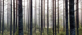 Dags att skydda skogen från staten
