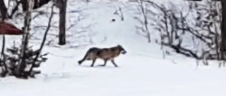 Varg sågs på Vikbolandet