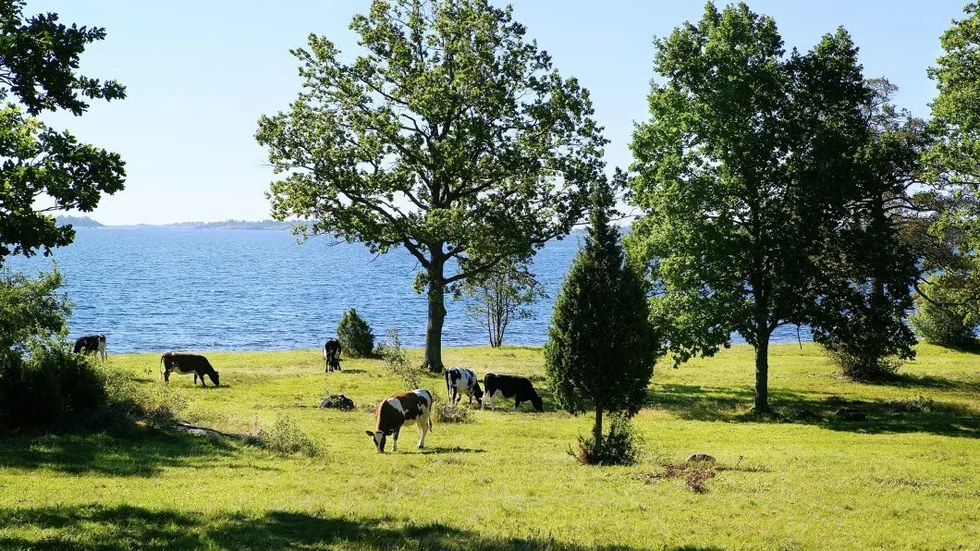 Oas. Slåtter och betesdjur ger förutsättningar för bilogisk mångfald.