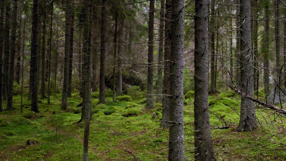 Småländsk skog. Istället för Stockholmspuls?