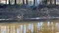 Gräsbrand spred sig till skog och fritidshus