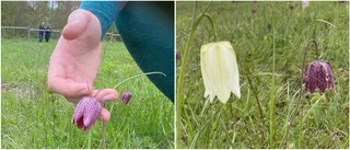 Här blommar kungsängsliljorna för fullt