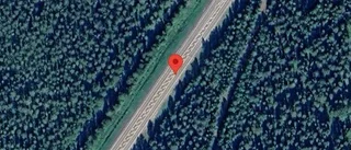 Älgkalv på fel sida viltstängslet på E4