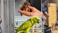 Här hamnar de exotiska djuren när smugglarna blir påkomna