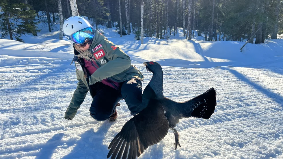 Rebecca Gunnarstedt mötte en speltokig tjädertupp i Kåbdalis – ett möte hon sent kommer glömma.