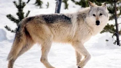 EDS: THIS CORRECTS CAPTION -- File - This undated file image provided by Yellowstone National Park, Mont., shows a gray wolf in the wild. Yellowstone National Park officials say restrictions on hunting in portions of Montana has protected the parks wolves from a repeat of a 2009 hunt in which four Yellowstone wolves were shot. (AP Photo/National Park Service, MacNeil Lyons, File)
