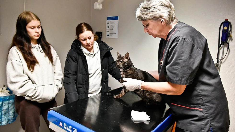 Veterinären Gertrud Burman undersöker Nora och Jenny Brännströms katt Hank, som gjort sig illa i frambenet.