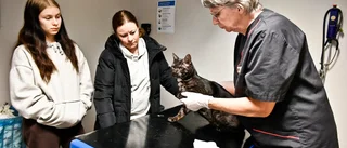 Smådjursveterinären har sålt sitt livsverk: ”Vårt arbete här fortsätter som vanligt”