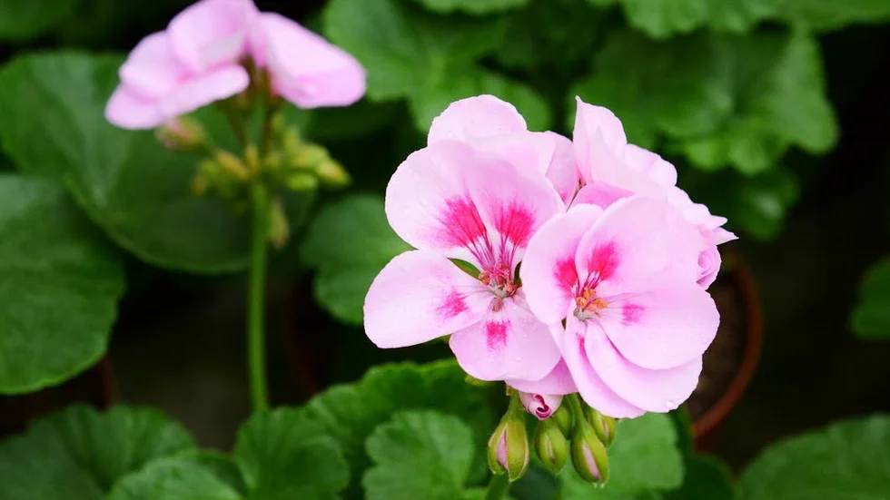 Pelargon. Någon har stulit två blomkrukor i Gamleby, i en av krukorna var det pelargoner.