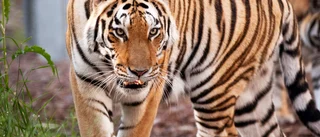 Kolmården: Kriget kan påverka tigerprojekt i Ryssland
