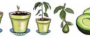 Mumsa eller plantera - avokado-festa mera