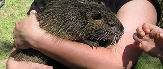 Exotiska husdjur på frammarsch
