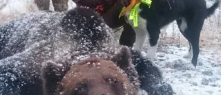 Han blev attackerad av björnen