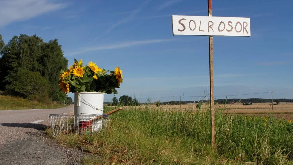 Inte långt från Mora stenar i Knivsta säljs det solrosor.