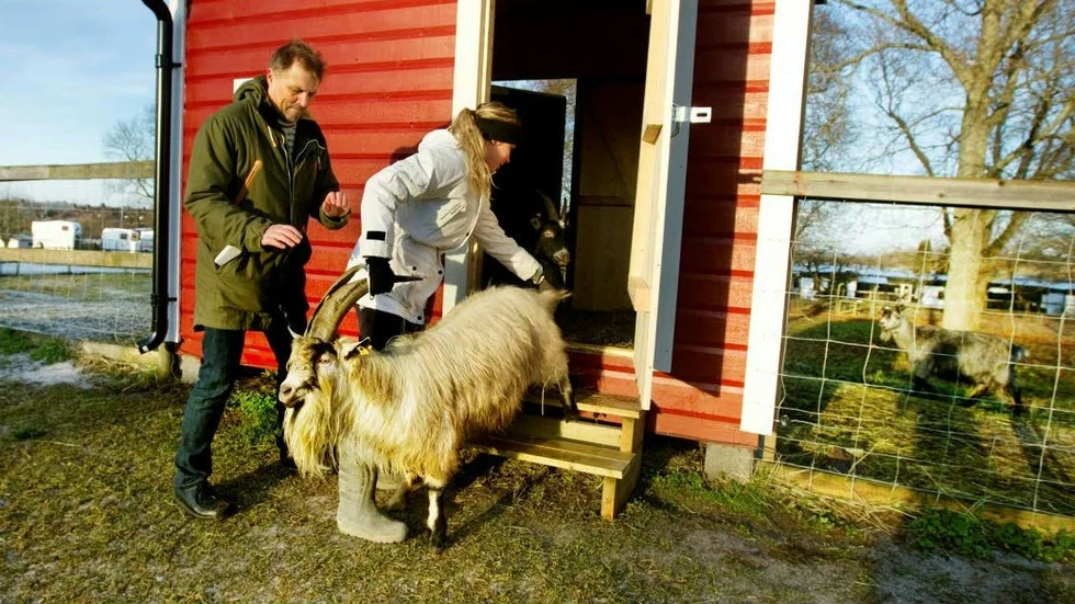 Lennart Lindström och Gabriella Eriksson med getabocken Charlie.