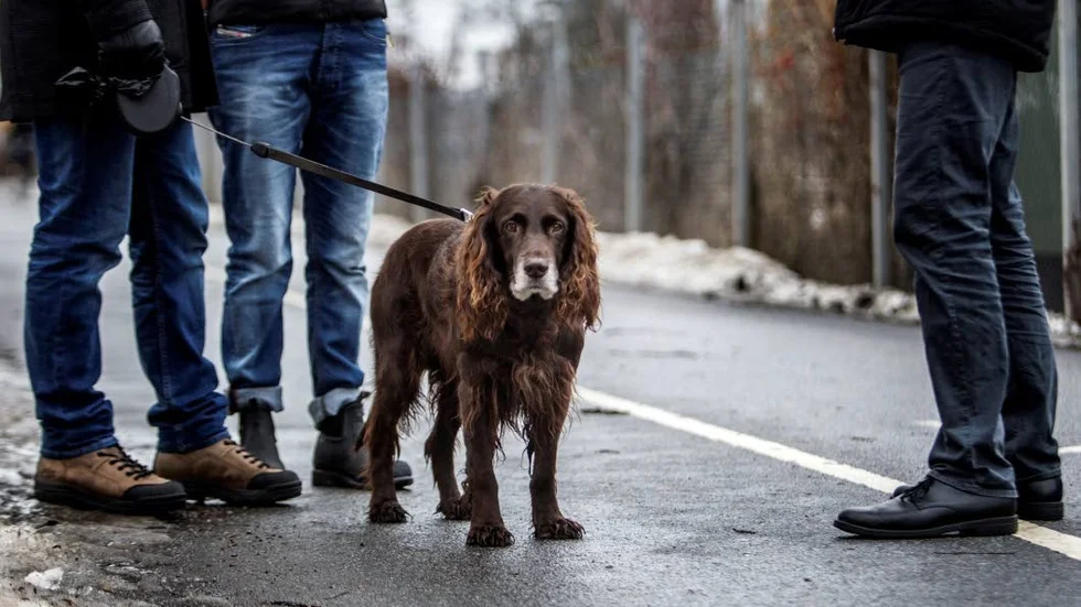 Arkivbild. Efter händelsen då en hund misstänks ha förgiftats i Stadsskogen uppmans hundägare att vara uppmärksamma.