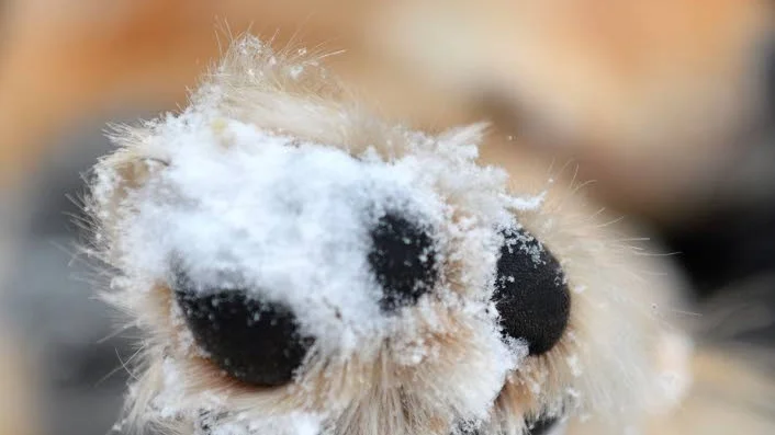 Tvist. Kammarrätten ger både hundägare och länsstyrelsen i Uppsala län rätt i en tvist angående skaderisk och uppsikt av en hund på gård i Tierpstrakten.