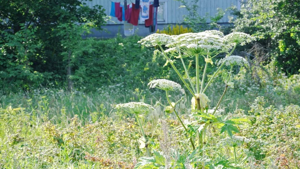 Skadlig. Jättebjörnlokan ses som ett miljöhot och växtsaften kan ge hudskador som liknar brännsår.