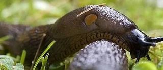 Mördarsniglarna anfaller