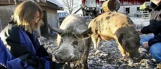Östervålagrisar i Arn-filmen