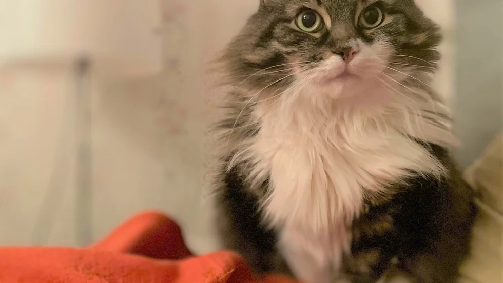Katten Ludis är spårlöst försvunnen och matte är förtvivlad och erbjuder 10 000 kronor till den som kan hitta honom.