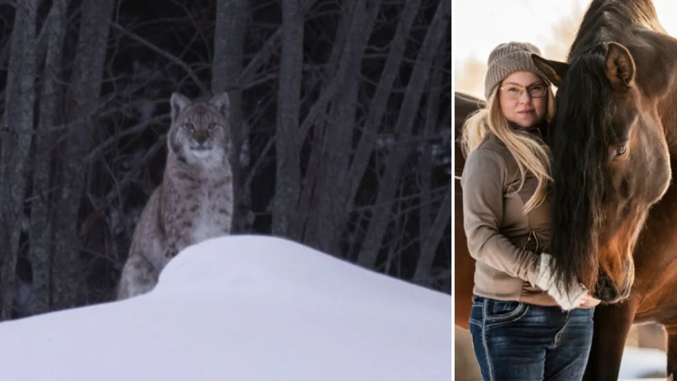 Theresé Lindqvist träffade på ett lodjur i Rödtjärn utanför Vännäs och lyckades fånga det annars så skygga djuret på bild.