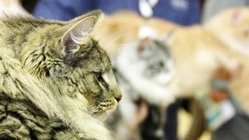 Katter visade upp sig i Gimo.
