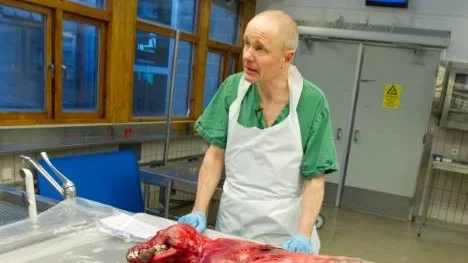 Skjuten varg obduceras av biträdande statveterinär Henrik Uhlbom