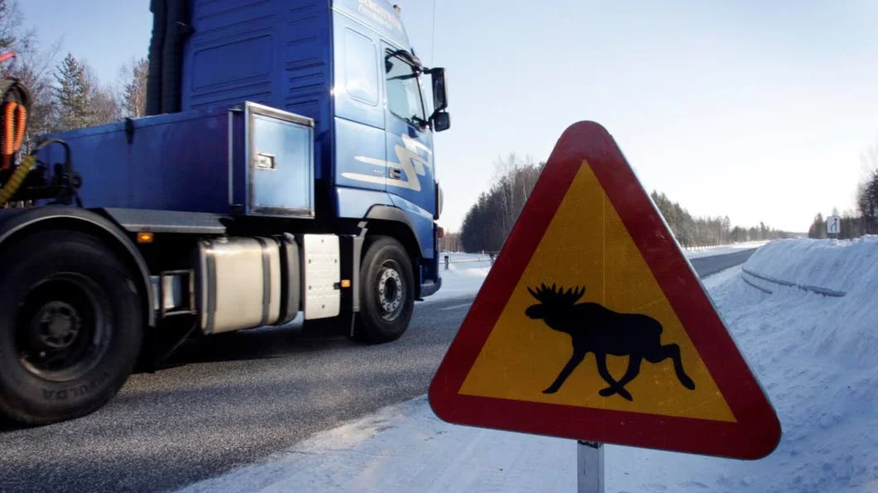 En älg blev påkörd av en personbil (arkivbild).