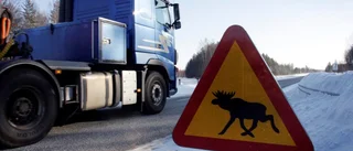 Älg och renar påkörda