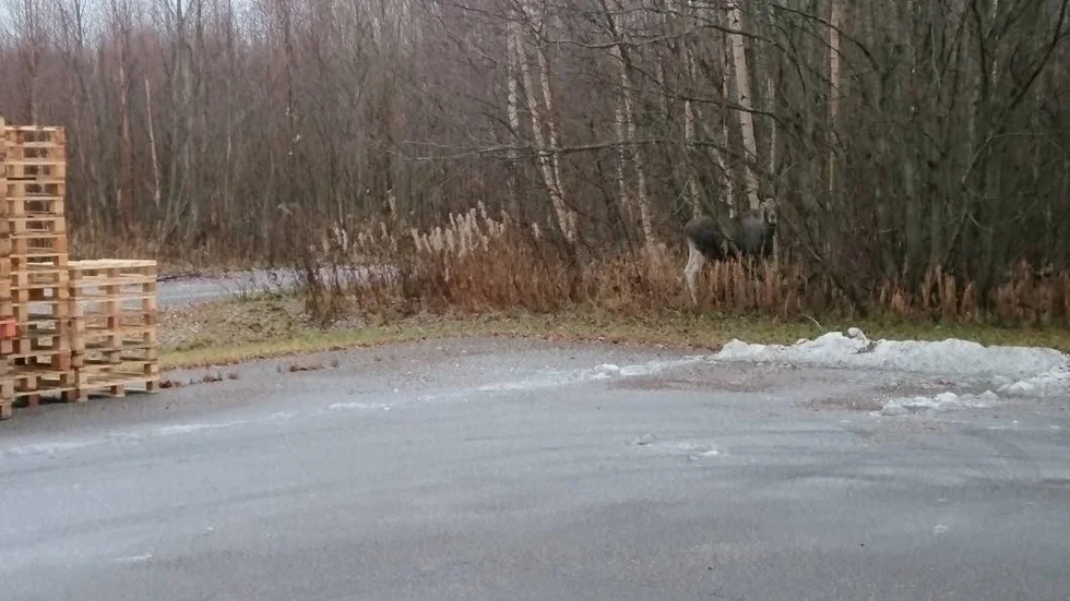 En av tre älgar som uppehåller sig på Klubbgärdet, åt sly-frukost bakom Grolls på tisdagsmorgonen.