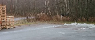 Älgar på Klubbgärdet