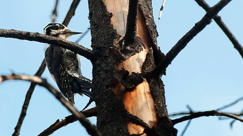 Ägarna har ägnat tid åt att promenera i skogen för att kartlägga naturvärden. De finner det långsökt att den begränsade avverkningen kommer att påverka hackspetten. Skogsstyrelsen håller inte med.