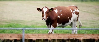 Nio kvigor fortfarande borta