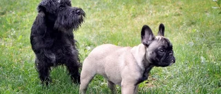 Viktigt att försäkra din hund