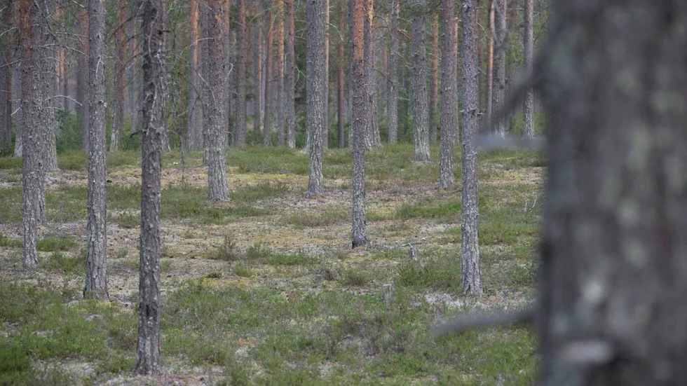Skogsförsäljning. Sveaskog genomförde 52 affärer på sammanlagt 13 800 hektar inom ramen för markförsäljningsprogrammet år 2017. Affärerna gav en intäkt på 190 miljoner kronor. (Arkivbild)