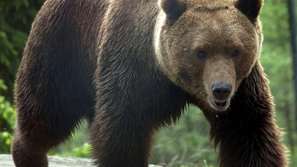 Västerbottens jägare har fyllt sin björnkvot på 26 djur. På söndagen sköts inte mindre en fem björnar - och därmed var tilldelningen fylld.