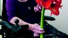 Vilma Sjöqvists amaryllis blommar för fullt.